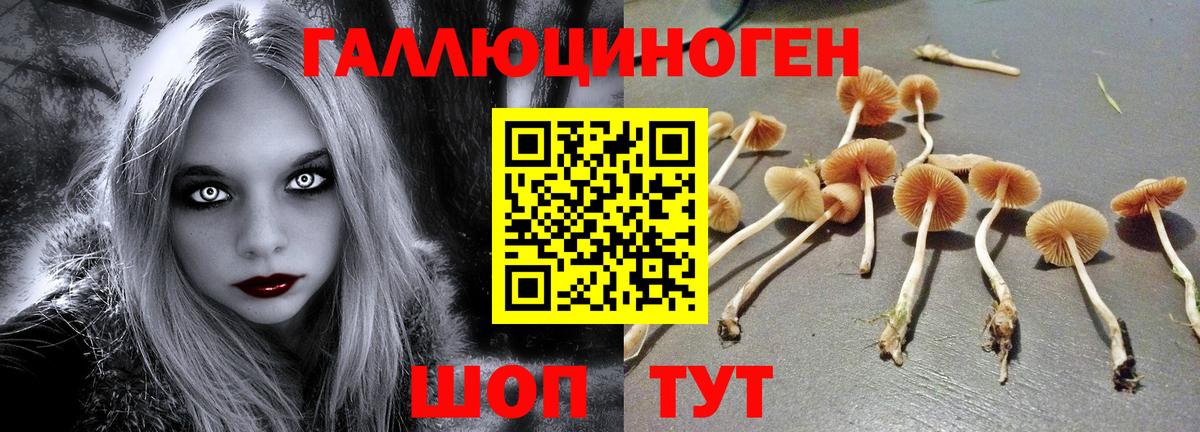Галлюциногенные грибы Cubensis Лениногорск
